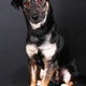 Illustration for article titled I have the cutest dogs ever OMG! (many pics)
